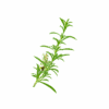 Sarriette de Provence
