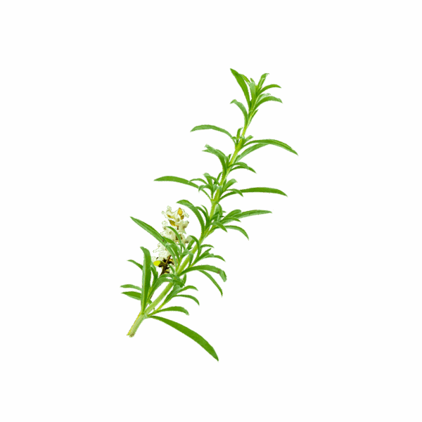 Sarriette de Provence